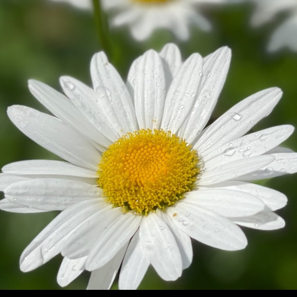 Meet your Posher, Becky - Picture 1 of 1